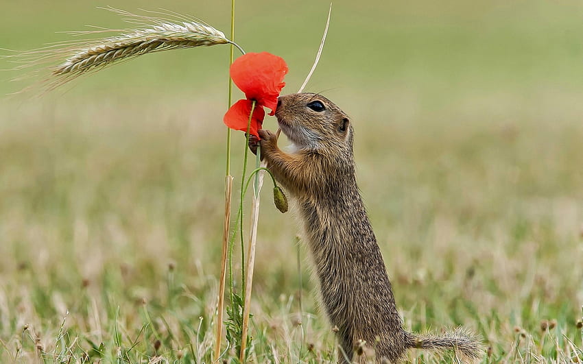 The European Ground Squirrel, animal, cute, veverita, summer, european ground squirrel, poppy, flower, green, red, funny, rodent, popandau HD wallpaper