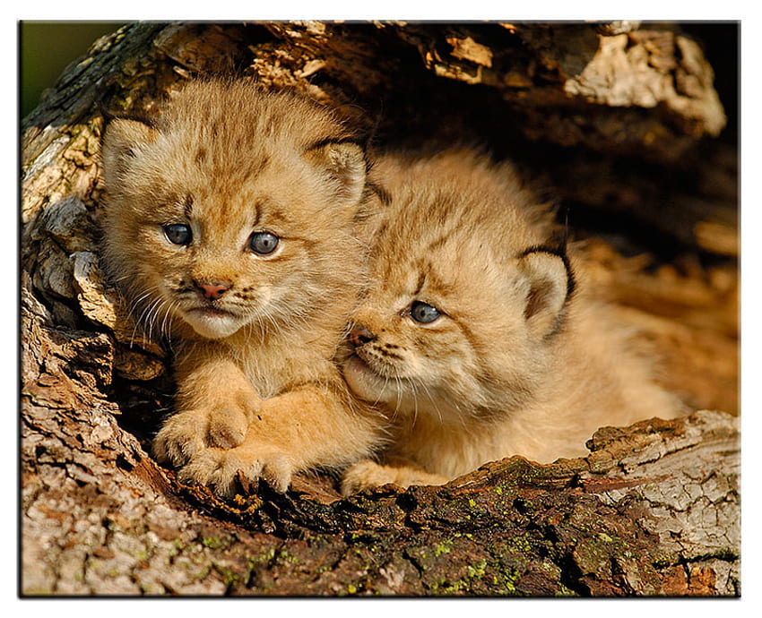 Let's Stay Together, lynx babies, animals, cats, cute, cubs, cuddling HD wallpaper