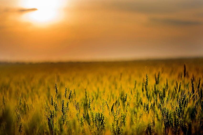 Landwirtschaft, Getreide, Maisfarm, Sonnenuntergang HD-Hintergrundbild