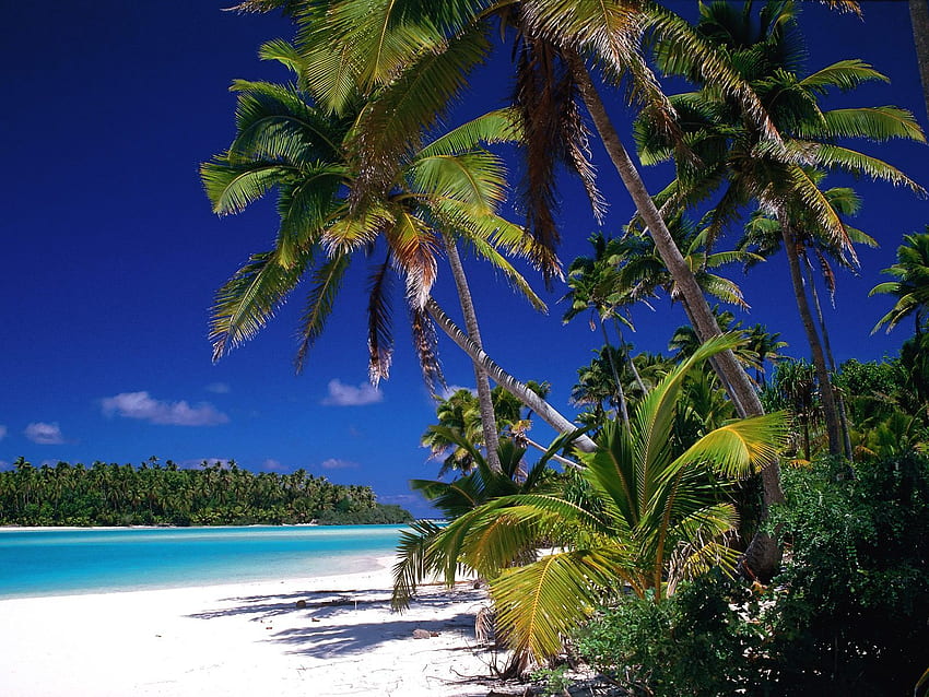 Coconut Tree Cook Island High Resolution . beach HD wallpaper | Pxfuel