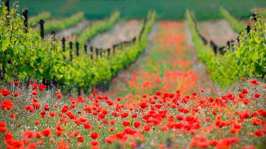 Field of Red, summer, nature, poppie, field HD wallpaper