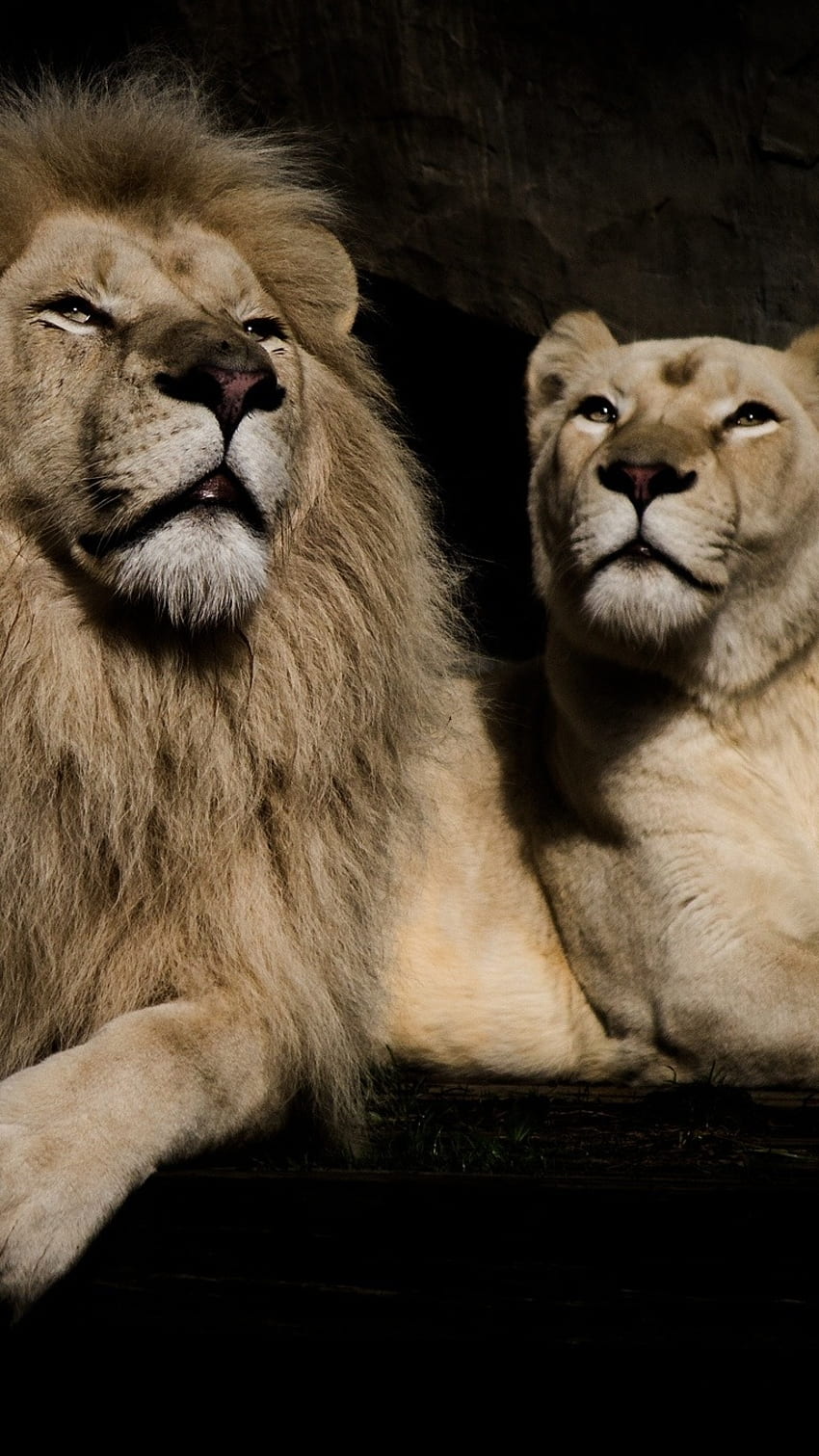 H D, Lion, lioness HD phone wallpaper