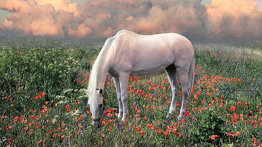 Blumen auf dem Hügel, weiße Pferde, Wildtiere, Tiere, Natur, Blumen, Ponys, Hügel HD-Hintergrundbild