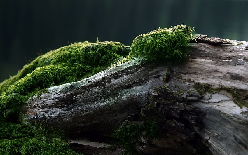 stub, moss, tree, log 16 HD wallpaper