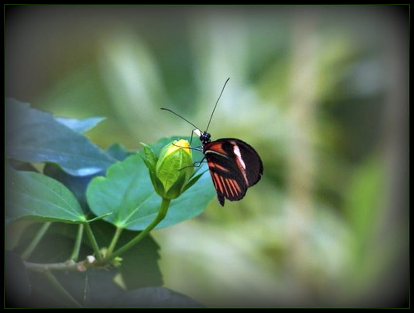 Passion Butterfly, Animals, Butterfly, Passion, Butterflies, Outside HD wallpaper