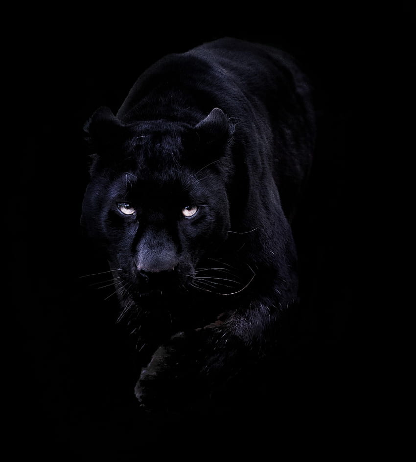 Animal Pantera Negra, Guepardo Negro fondo de pantalla del teléfono
