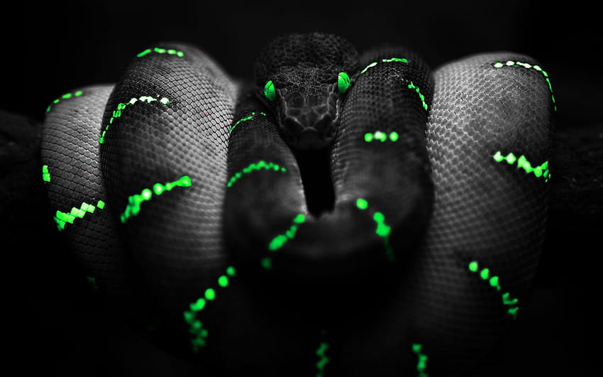 危険な黒と緑のヘビ。 高画質の壁紙