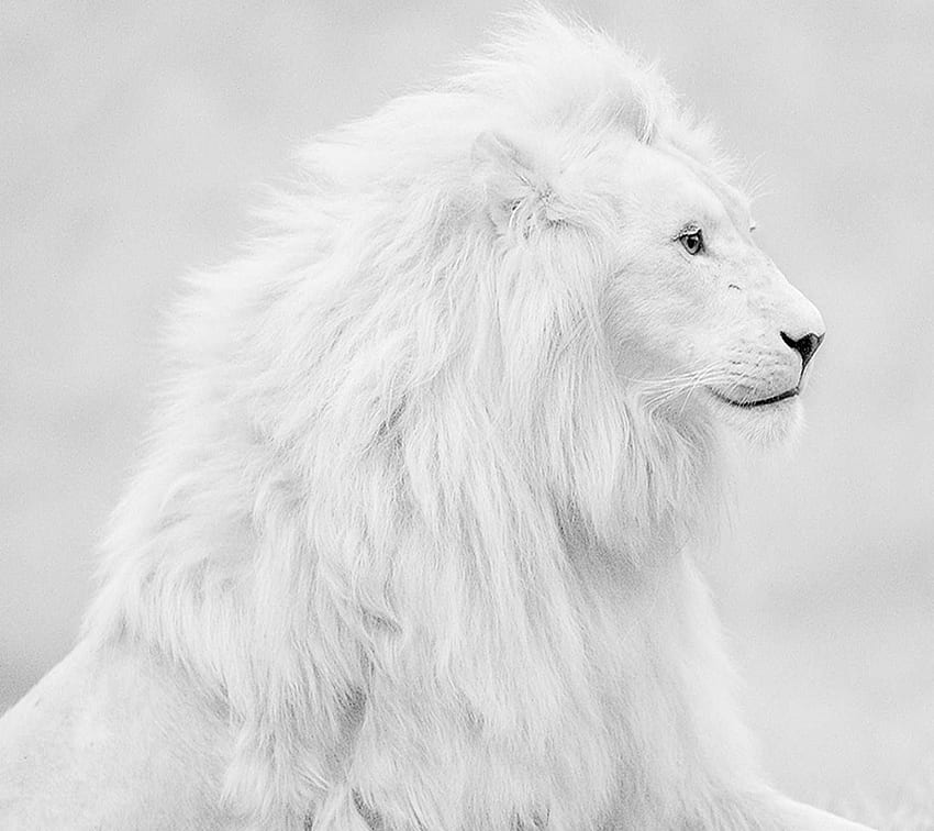 León, s, león 1440×1280 león blanco. Adorable . Animales albinos, Leones  albinos, Animales fondo de pantalla | Pxfuel