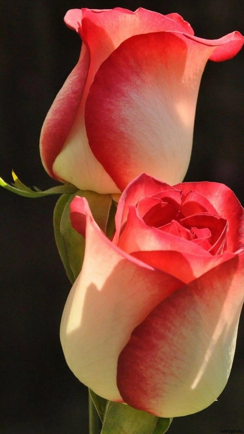 Красиви цветя, роза HD тапет за телефон