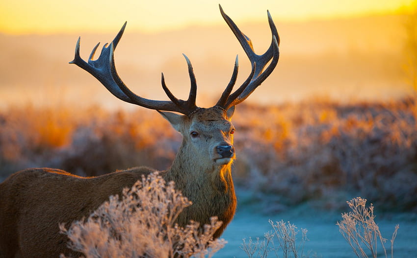 Deer, winter, horns, morning, landscape HD wallpaper