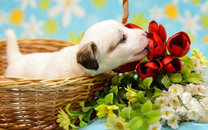Smelling Tulips, Beautiful, Tulips, Red, Smelling, Puppy, Cute HD wallpaper