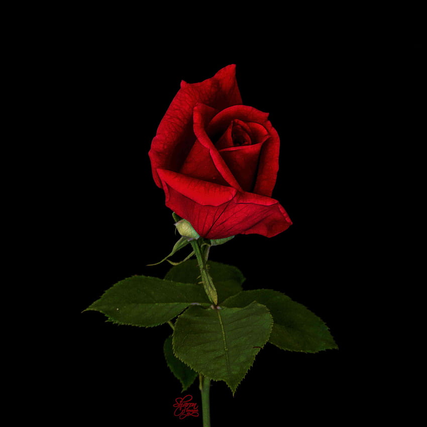 Cool Rose, sola rosa roja fondo de pantalla del teléfono