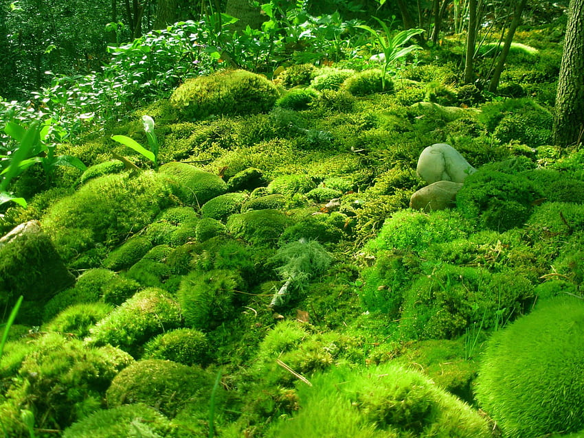 Moss, Green, Field, Grass HD wallpaper