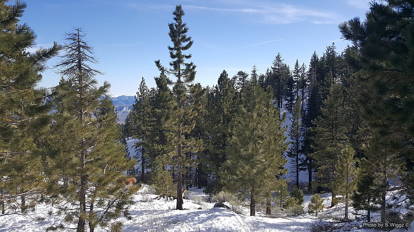 Mt. Pinos, California, Pinos, Snow, Forrest, Mountains, California, Sky HD wallpaper