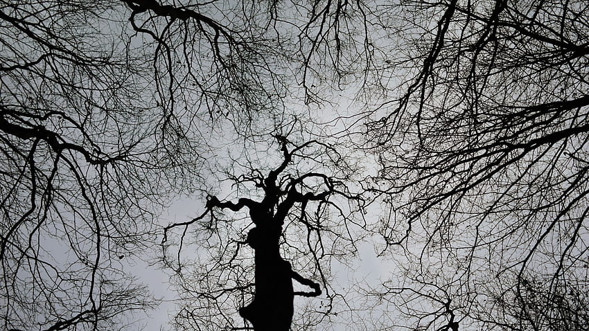 Trees, Dark, Bw, Chb, Gloomy HD wallpaper