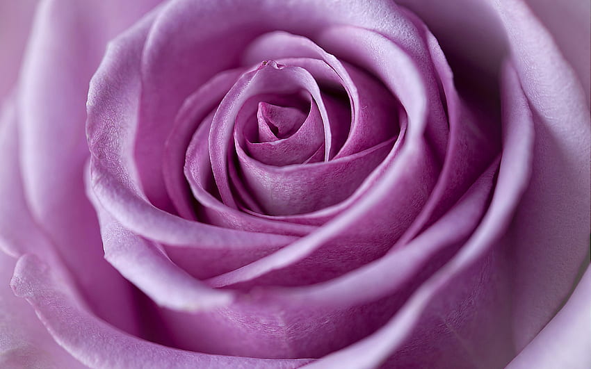Untuk Anda, graphy, mawar, cantik, asmara, kecantikan, lukisan alam benda, mawar, cantik, bunga, dengan cinta, alam, bunga, romantis, indah, hari kasih sayang Wallpaper HD