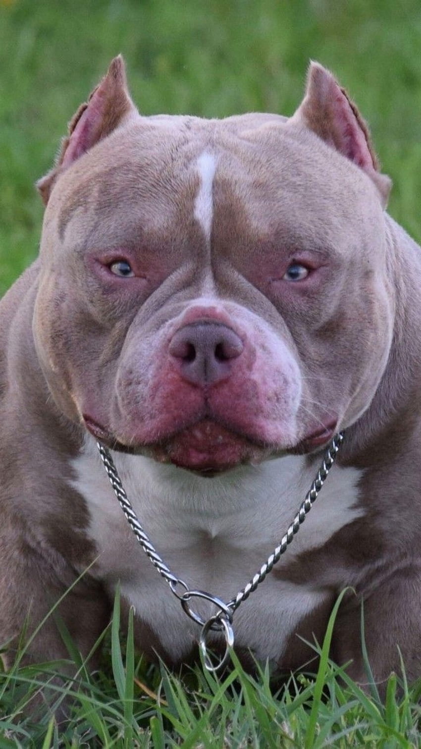 American Bully, Anjing Percaya Diri, ras anjing wallpaper ponsel HD