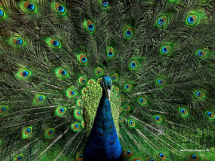 with Peacocks, Black Peacock HD wallpaper