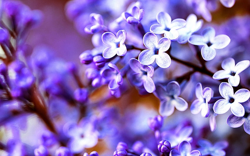 PURPLE SPRING, purple, flowers, spring, blossoms HD wallpaper