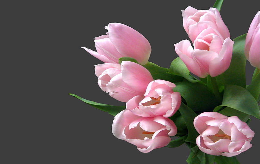 ดอกไม้ ดอกทิวลิป ช่อดอกไม้ ความอ่อนโยน วอลล์เปเปอร์ HD