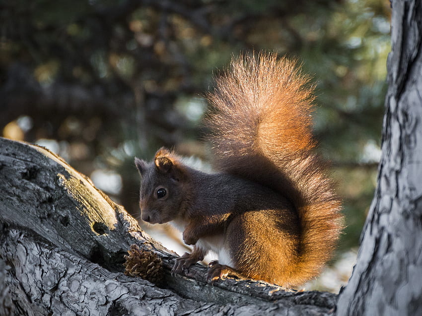 Tiere, Eichhörnchen, Holz, Baum, Beule, Kegel, flauschiger Schwanz HD-Hintergrundbild