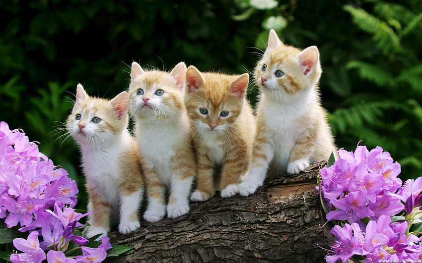 Cute Kitten . High Definition , High, Funny Kitten HD wallpaper
