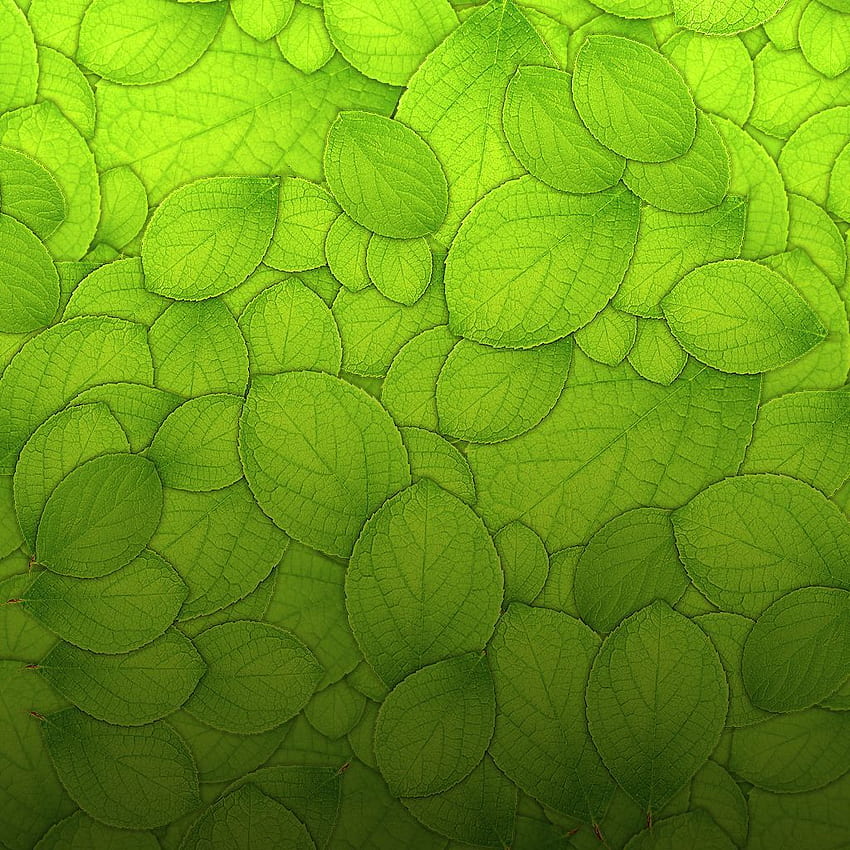 texturizado. iPad de textura de folhas verdes. Natureza verde, Estética verde, Textura de folha Papel de parede de celular HD