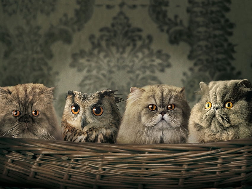 Lucu, Hewan, Kucing, Burung Hantu Wallpaper HD