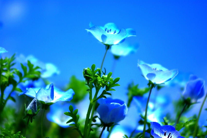 BLUE SPRING, blue, field, nature, flowers, spring HD wallpaper