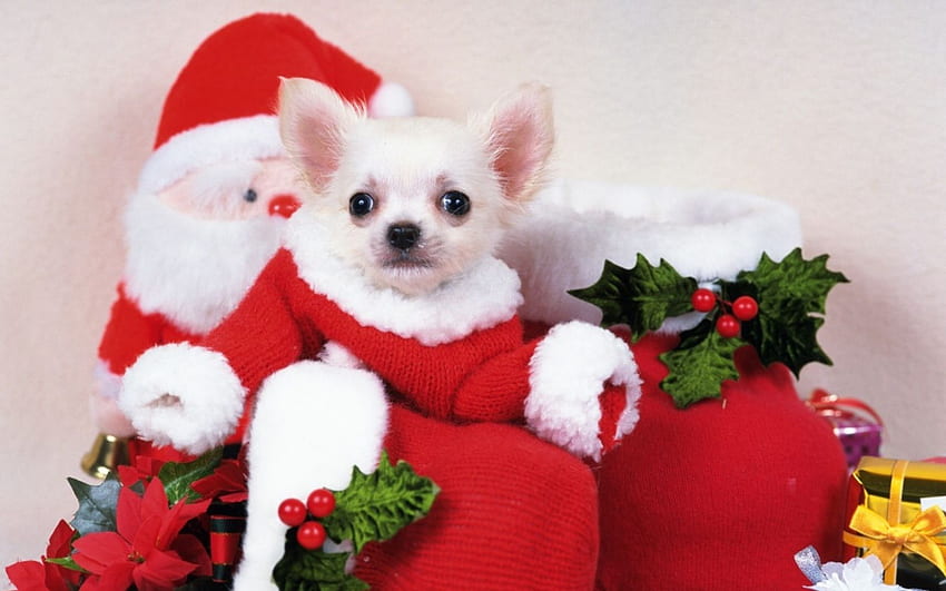 Lindo perrito navideño fondo de pantalla | Pxfuel