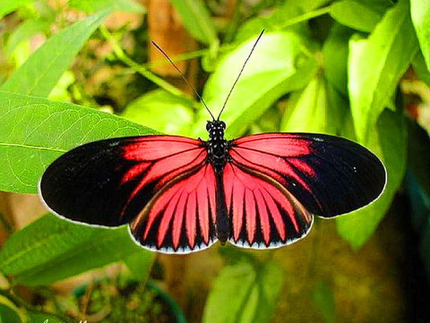 翼のある美しさ、赤と黒、翼、緑の葉、蝶 高画質の壁紙
