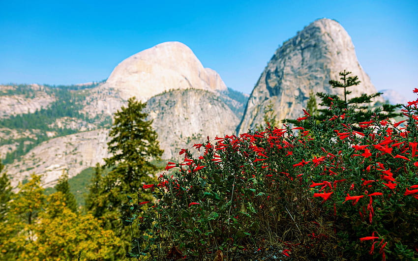 Национален парк Йосемити от John Muir Trail, Калифорния, САЩ, диви цветя, дървета, пейзаж, цветя HD тапет