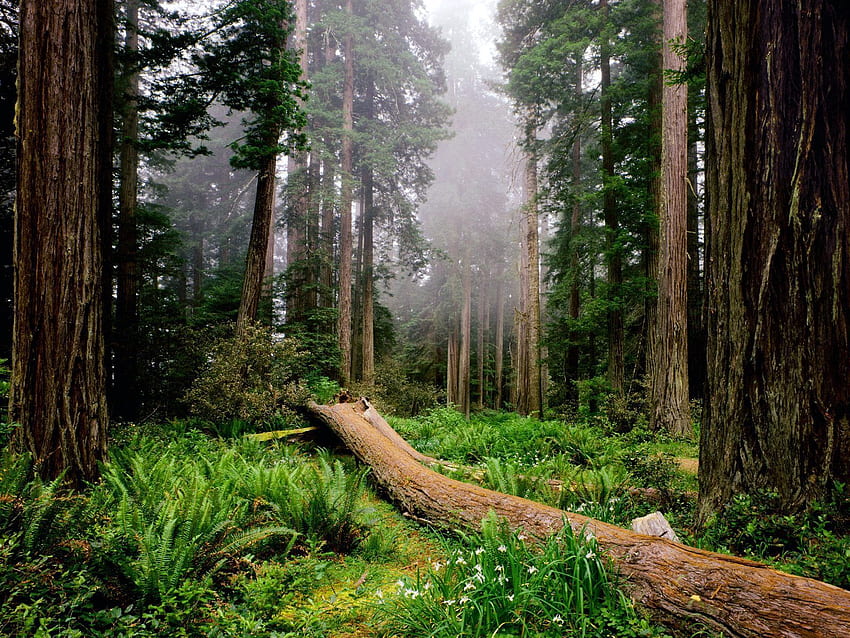 Natura, drzewa, paproć, las, mgła Tapeta HD