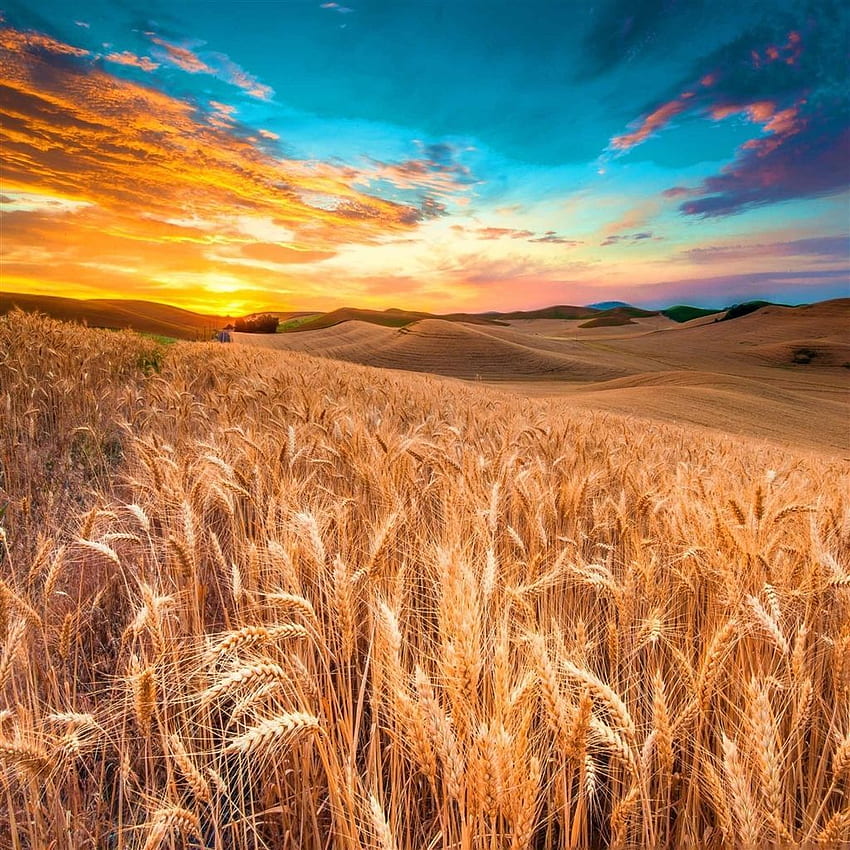 小麦牧草地の収穫 HD電話の壁紙