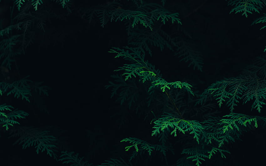 나무 잎 녹색 패턴 자연 어두운, 자연 어두운 추상 HD 월페이퍼