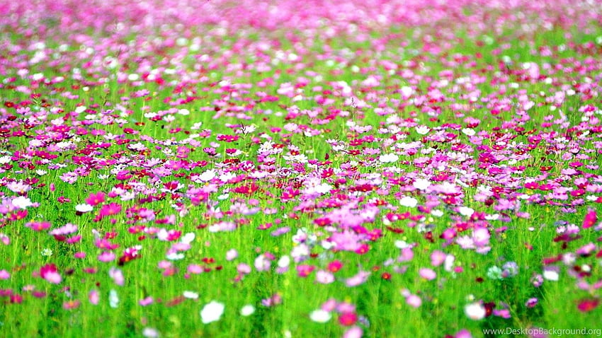 Cosmos Flowers Field >> , Get It Now! Background HD wallpaper