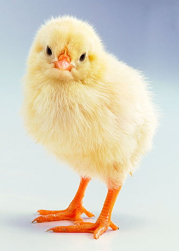 cute baby chicken wallpaper