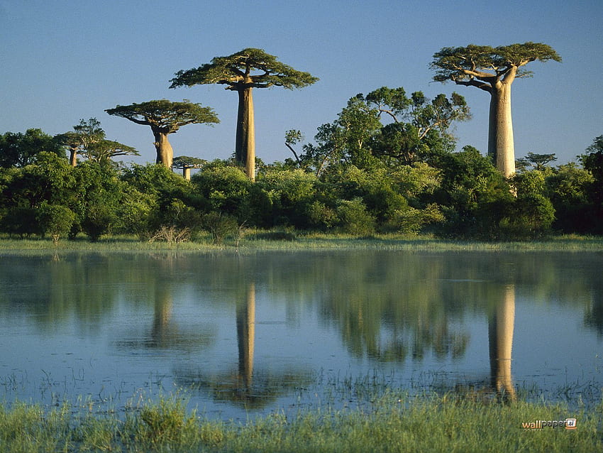 Madagaskar. Baobab, Piękne wyspy, Wyjątkowe wakacje Tapeta HD