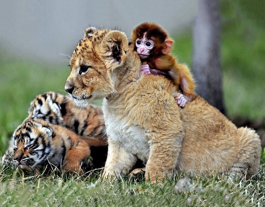 Малка маймуна, лъв и два тигъра се мотаят като добри приятели. Сладки бебета животни, приятелство с животни, бебета животни HD тапет