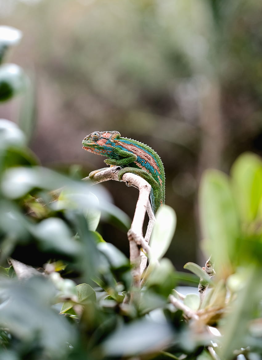 Animals, Branch, Reptile, Chameleon, Mimicry HD phone wallpaper