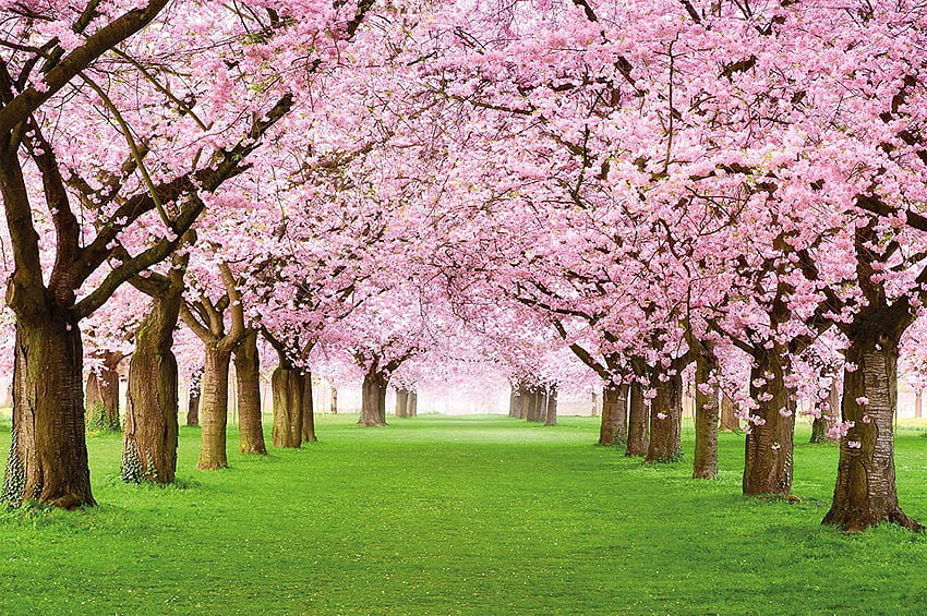 Cherry Tree River Japan Sakura, japanische Sakura-Kirschblüte HD-Hintergrundbild