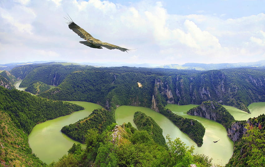 Griffon schwebt am Himmel über der Flussschlucht Uvats, Serbien, Uvats, Fluss, Serbien, Schlucht HD-Hintergrundbild