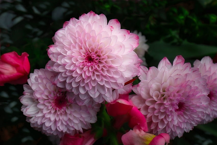 Dahlias, Garden, Flowers, Pink, Dahlia HD wallpaper