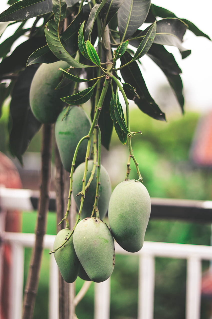 Green Mango Fruits Hanging on Tree Â· Stock HD phone wallpaper