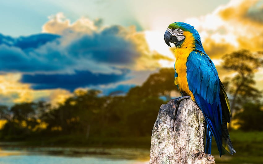 Blue And Yellow Macaw, Birds HD wallpaper