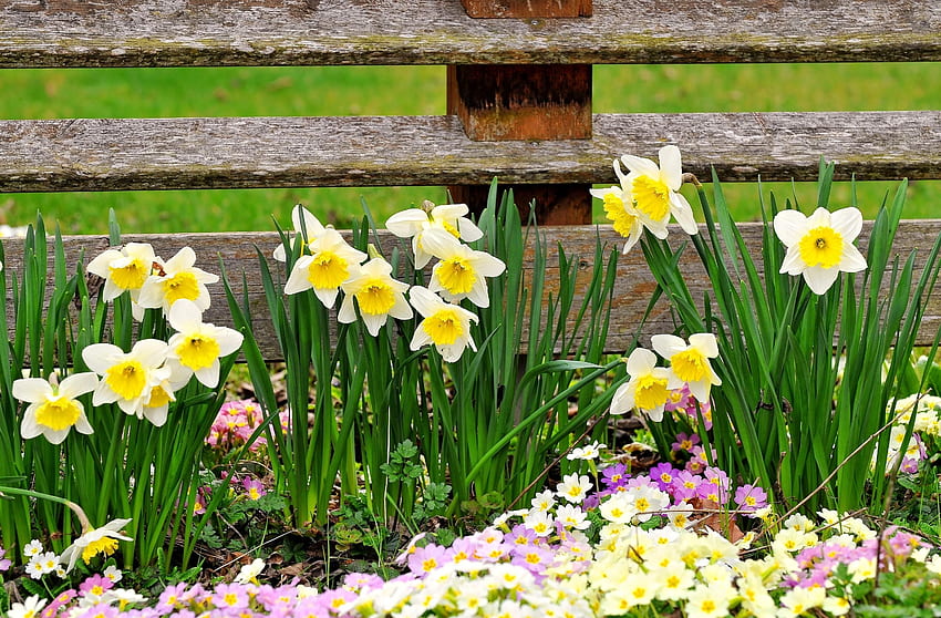 Flowers, Narcissussi, Fence, Spring, Primrose HD wallpaper