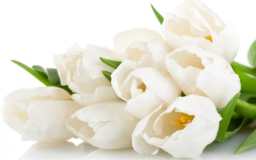 *, white, flowers, tulips, flower HD wallpaper