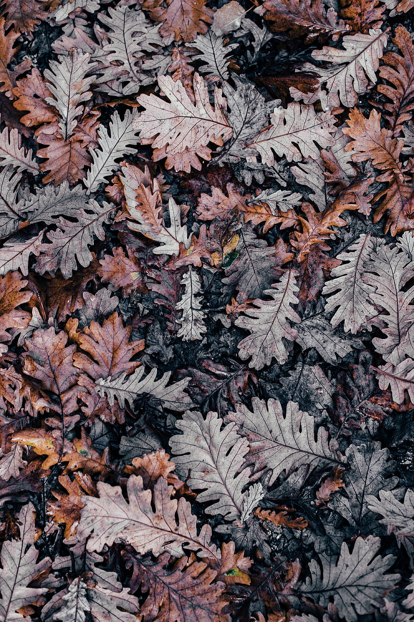 Amazing Minimalist for iPhone X. Fall , Preppy , Oak leaf art, Autumn Minimalist HD電話の壁紙