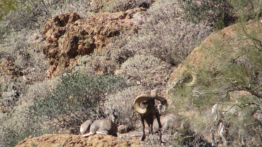 Jay Scott Outdoors: Desert Bighorn Sheep Scouting and Hunting 3 HD wallpaper