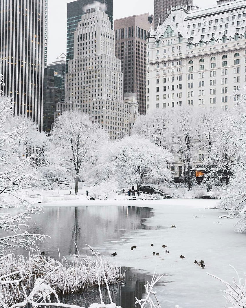 冬のニューヨーク、セントラルパーク。 ニューヨークのクリスマス, ニューヨークのグラフィティ, ニューヨークの冬 HD電話の壁紙
